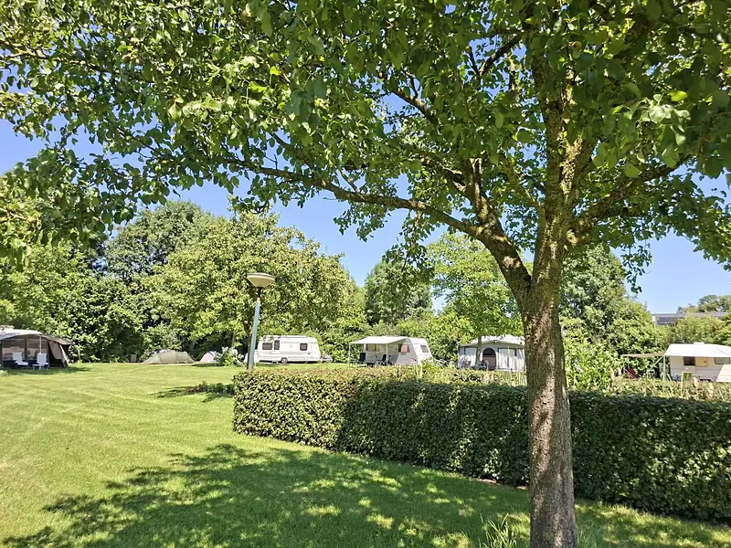 Kampeerplaatsen in de schaduw van een boom achter een groene haag