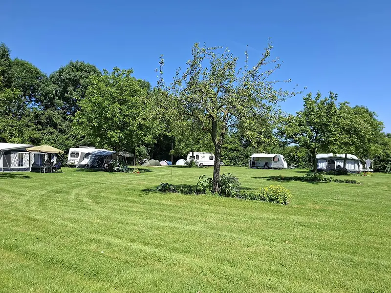 Zonnig kampeerveld met een fruitboom en caravans aan de rand van het veld