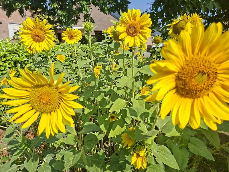 Bloeiende zonnebloemen op het erf van minicamping ’t Mostoch