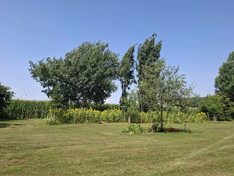 Rij zonnebloemen en populieren aan de rand van de camping, met maïsvelden erachter